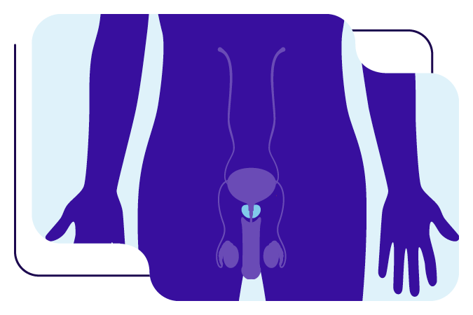 Prostate